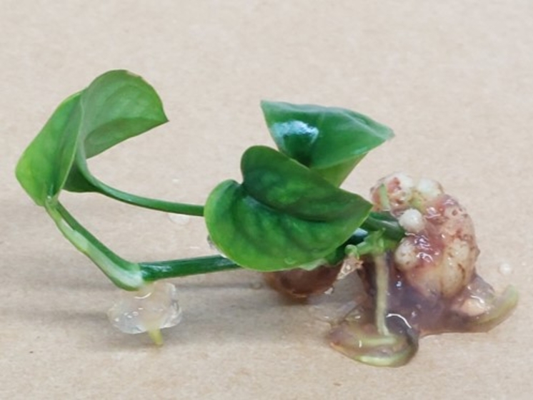 pinnatum SP-Bali (Hanumann)